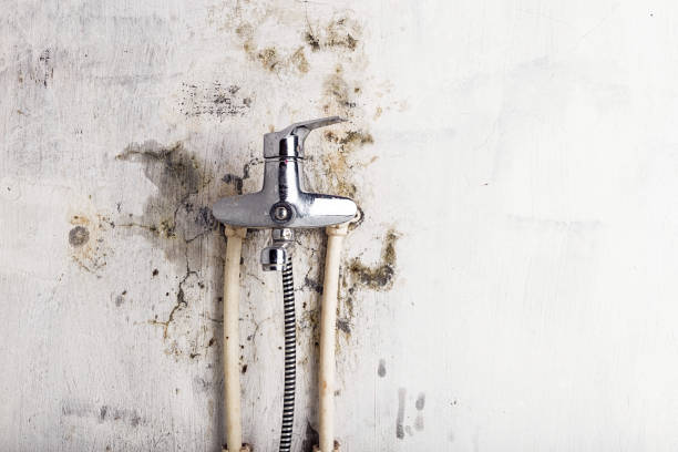 Best Same-Day Mold Removal  in San Carlos, TX
