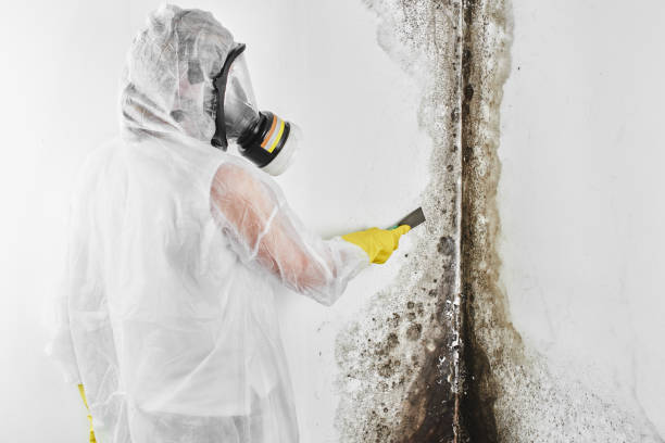 San Carlos, TX Mold Removal Company