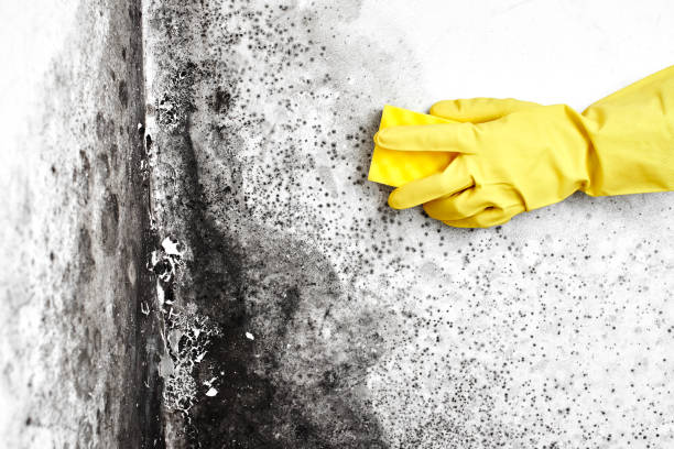 Best Mold Damage Repair  in San Carlos, TX