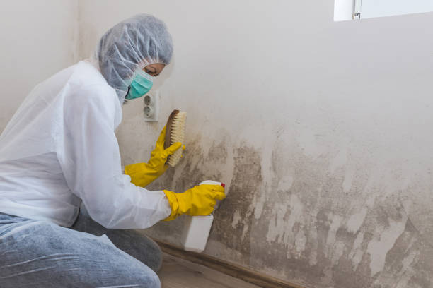 Best Fast Mold Removal  in San Carlos, TX