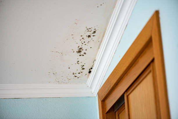 Best Residential Mold Removal  in San Carlos, TX