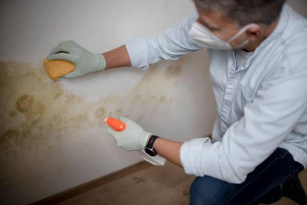 Best Professional Mold Removal  in San Carlos, TX