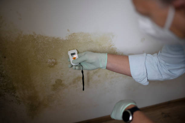 Mold Removal and Inspection in San Carlos, TX