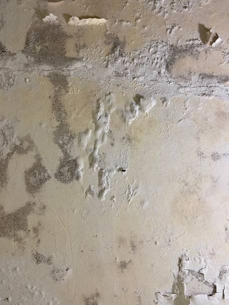 Best Mold Cleaning Services  in San Carlos, TX