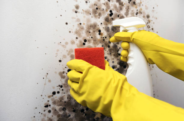 Best Mold Removal and Inspection  in San Carlos, TX