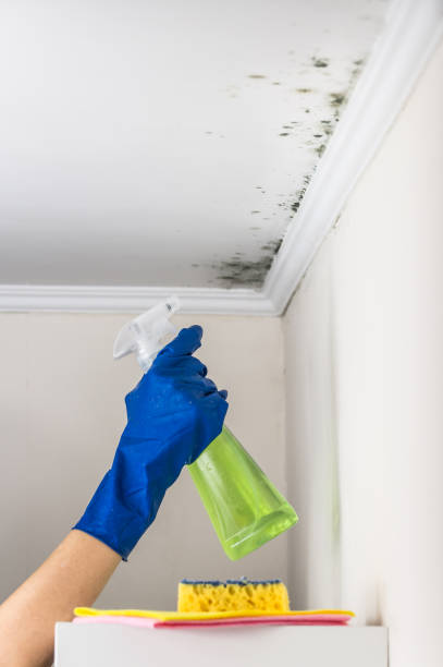 Best Mold Remediation  in San Carlos, TX